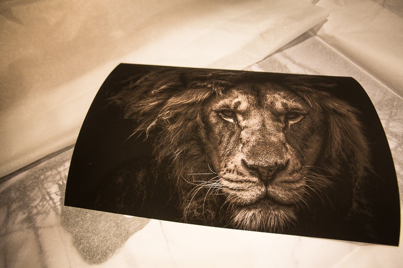 Lion photography print lion wall art home decor lion head