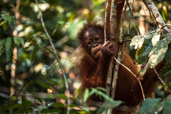 Orangutan Photography Nature Wall Art Of Ape In Rainforest Trees Wildlife Photo Print Baby Animals Nursery Decor Jungle Theme Kids Room