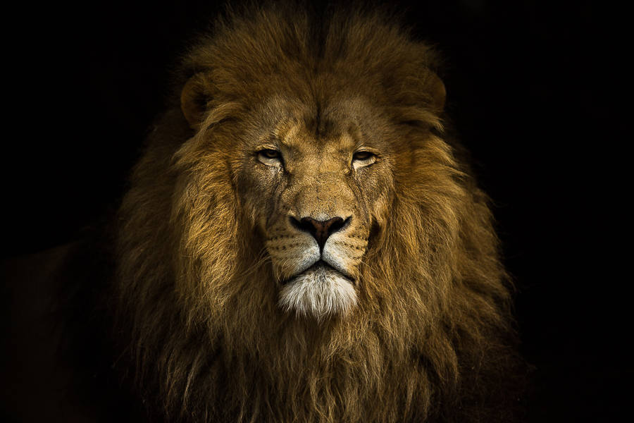 Lion portrait. Large photography art print. African animal Etsy