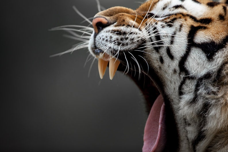 Tiger Canine Teeth Photography Print Tiger Yawn Picture Etsy