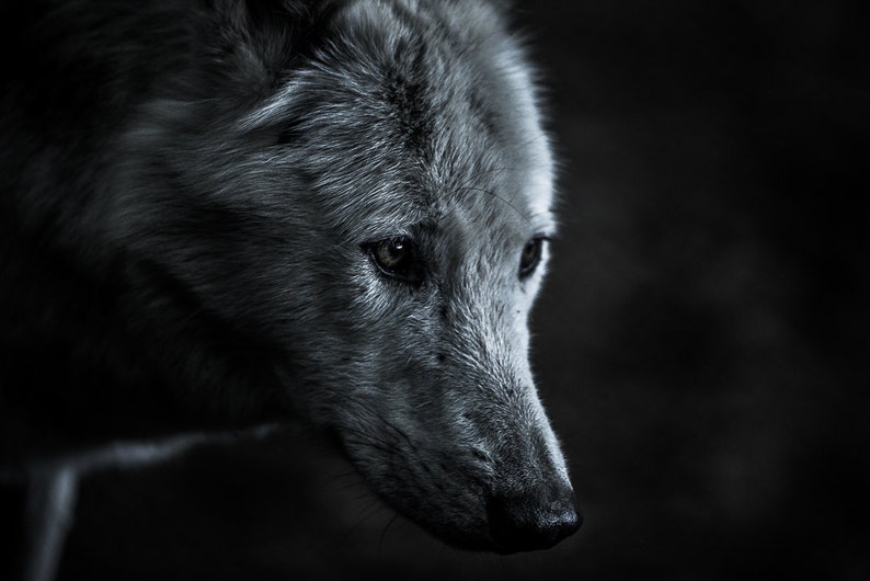 Wolf photography. Arctic wolf photo print. Wildlife wall art. | Etsy