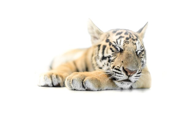 Tiger Wall Art Tiger Cub Sleeping Photography Safari Nursery Etsy