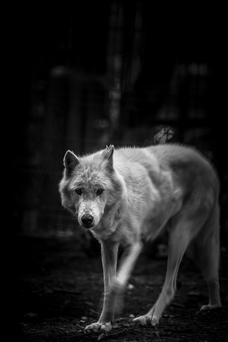 Wolf photography white wolf walking in forest woodland wall art arctic wolf home decor nature wildlife photo print man cave mancave art