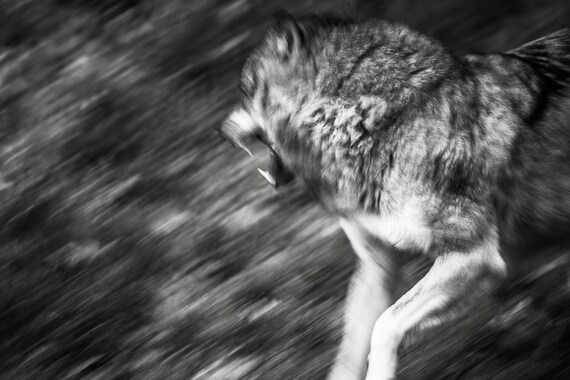 Wolf Photography Black And White Nature Print Wildlife Wall Etsy Wolf Photography Black And White Nature Print Wildlife Wall Etsy
