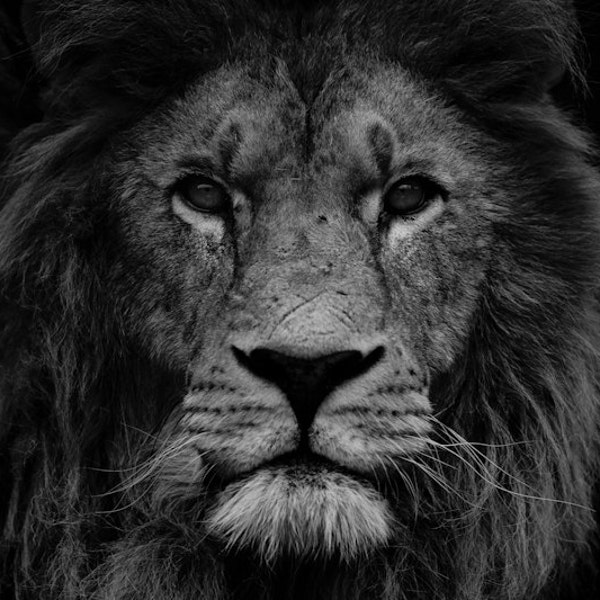 Lion Photograph Print - Lion Head Black and White - Office Decor - Big Cat - Feline - Royal - Lion Mane - Fine Art Photography - Men Gift