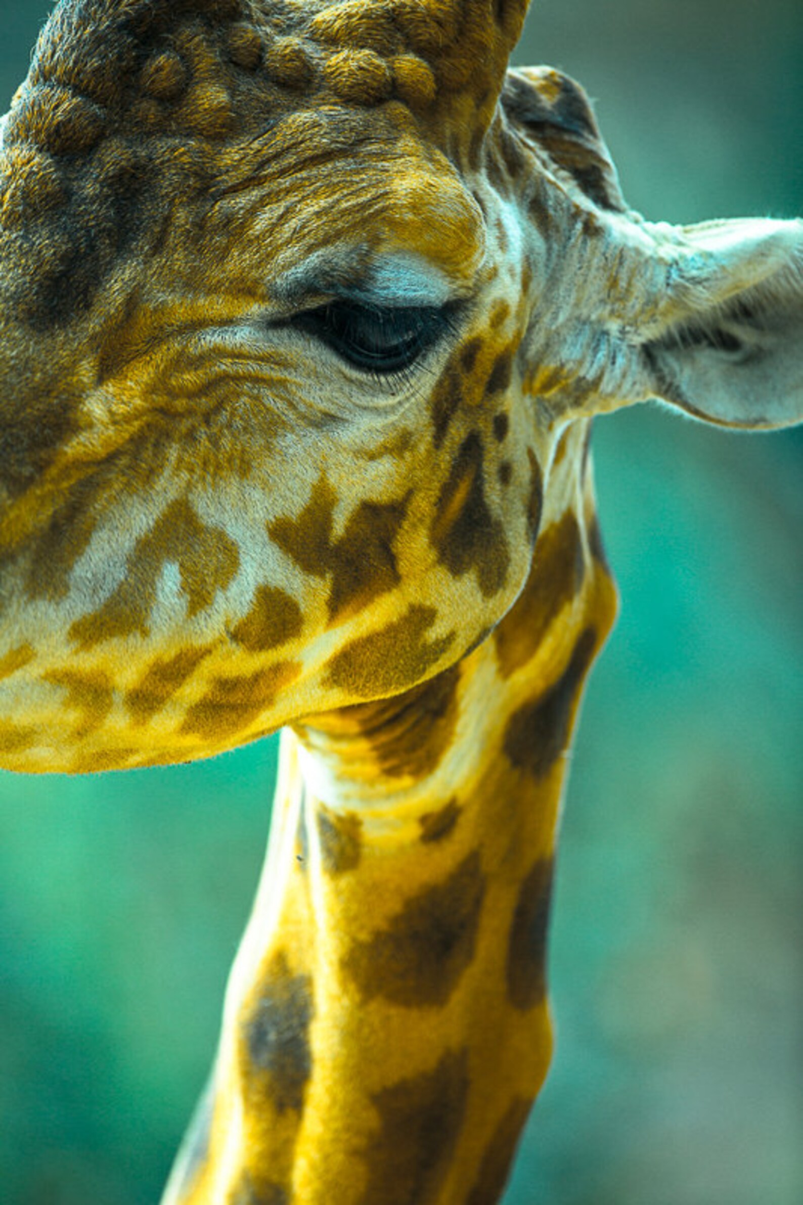 Cute Giraffe Photography Print for Nursery Wall Art Kids - Etsy