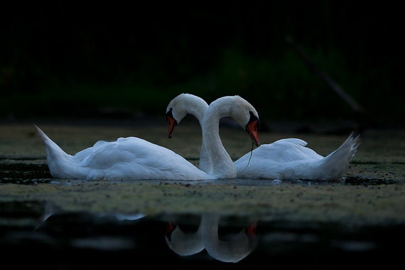 Featured image of post Romantic Love Birds Photos
