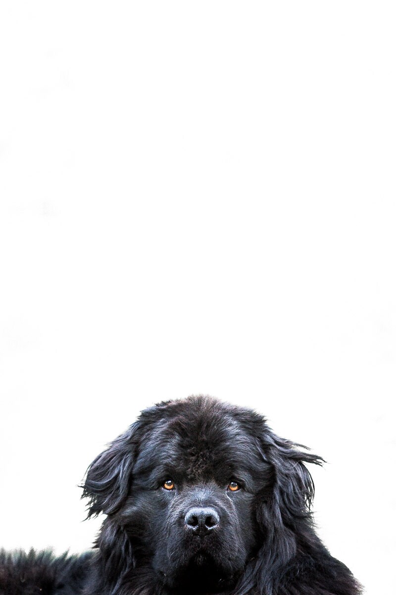 big newfoundland dog