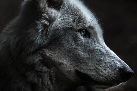 Photographie De Loup Impression De Loup Blanc Portrait De Etsy Photographie De Loup Impression De Loup Blanc Portrait De Etsy