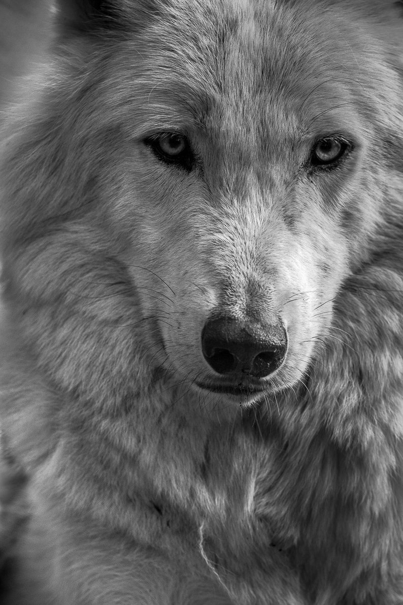 Wolf photography arctic wolf photo print nature wildlife photograph of white wolf snarl man cave wall decor wolf close up wall art decor