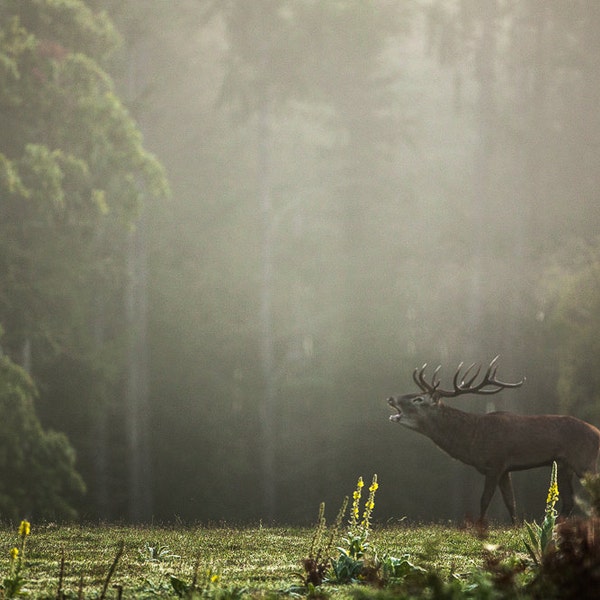 Fotografia naturalistica di cervi. Stampa fotografica di cervo nei boschi forestali. Natura arte murale. Arredamento per la casa verde. Asilo nido rustico di campagna o camera da letto per bambini.