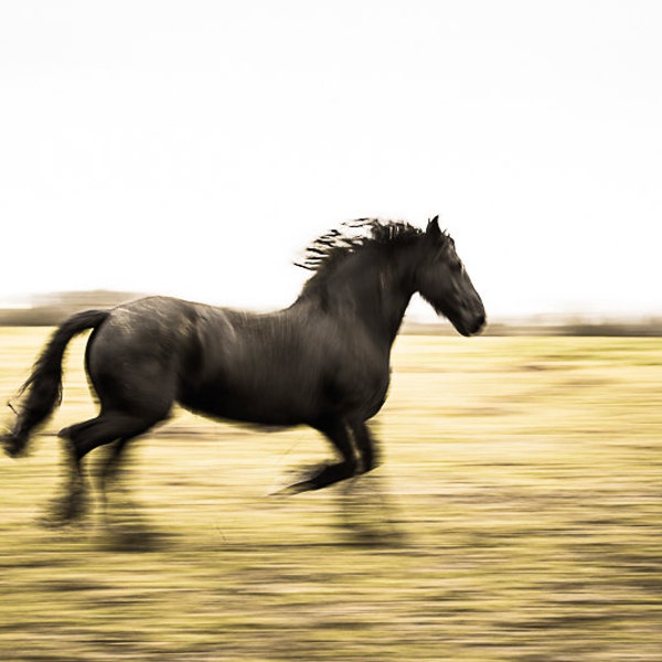 Black horse running photography Friesian stallion art. French country home decor wall art. Horse in countryside. Gift for men horse lovers