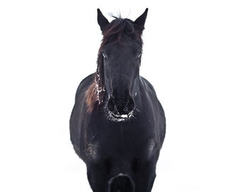 Horse photography - black horse print - horse wall art - horse photo - horse art print - horse home decor - large horse art