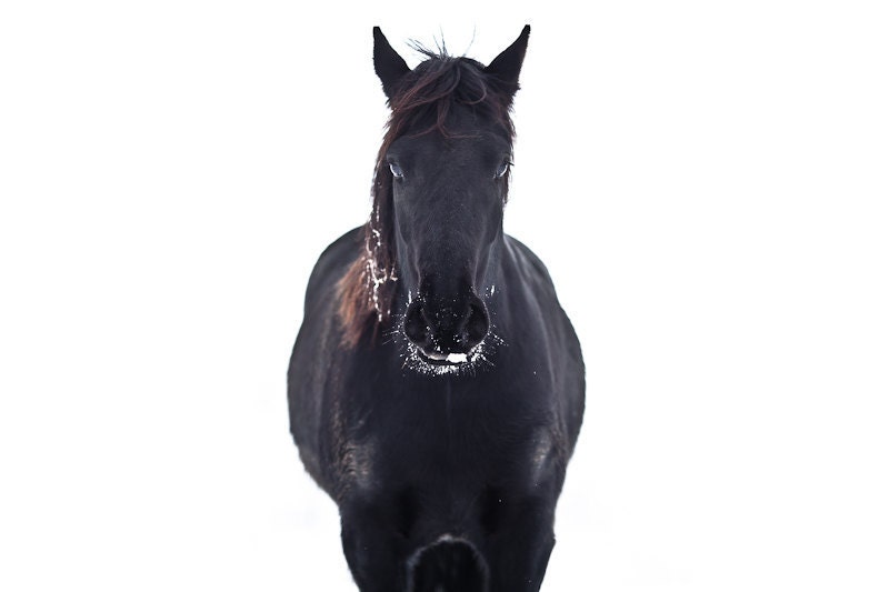 Horse photography black horse print horse wall art horse Etsy