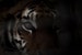 Eye of the tiger big cat feline wildlife print. Intense fierce wild animal art in shadows. Tiger photography king of the jungle photo prints 