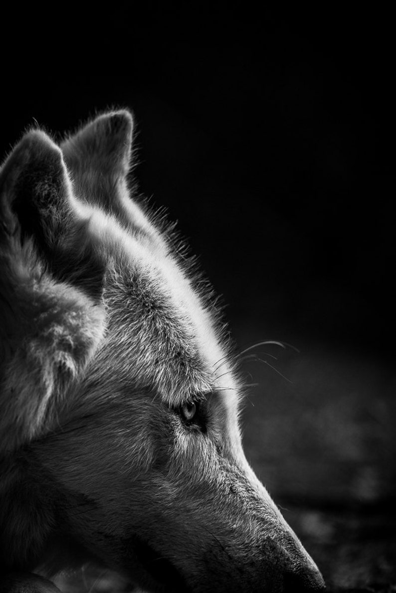 Wolf photography arctic wolf photo print wildlife wall art wild animal home decor white wolf spirit animal rustic man cave wall decor