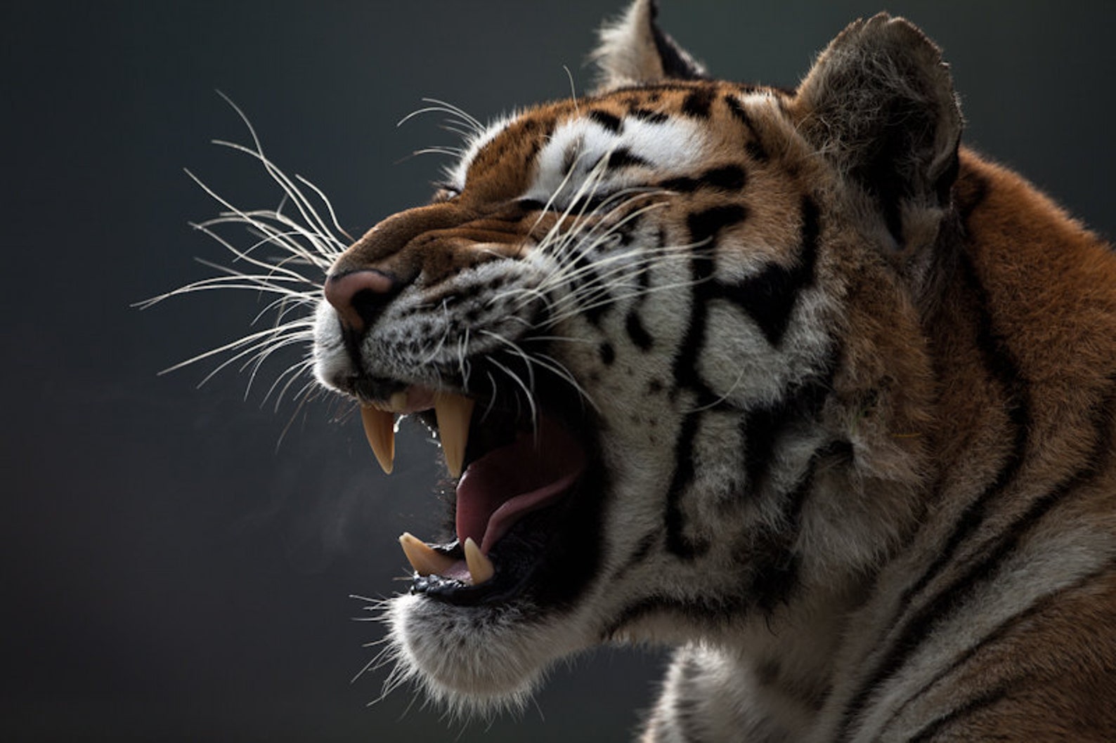 Тигр рычит. Фото тигра. Рычание тигра. Тигр фото животного.