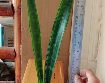 Sansevieria Groene zeemeermin bonte slangenplant - plant voor binnen en buiten aroid tropische kamerplant nieuwe plant