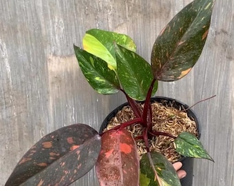 Philodendron orange princes galaxy zeldzame sierplant