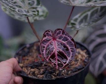 Anthurium Purple Tiger (planta viva), planta exótica de interior tropical Vevey Leaf Artis.