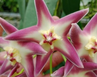 Hoya stenakei roze bloem - plant voor binnen en buiten aroid tropische kamerplant nieuwe plant
