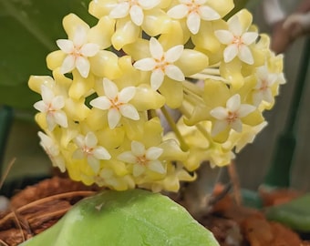 Hoya Verticilata Tanggamus - plant voor binnen en buiten aroid tropische kamerplant nieuwe plant