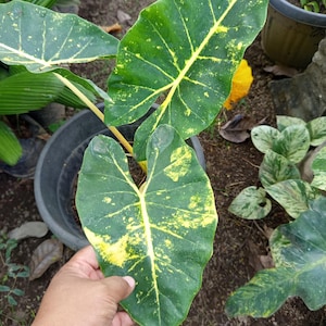 Alocasia new guinea gold - Etsy 日本