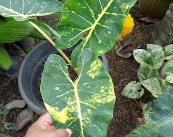 Alocasia Golden New Guinea Gold bonte slangenplant - plant voor binnen en buiten aroid tropische kamerplant nieuwe plant