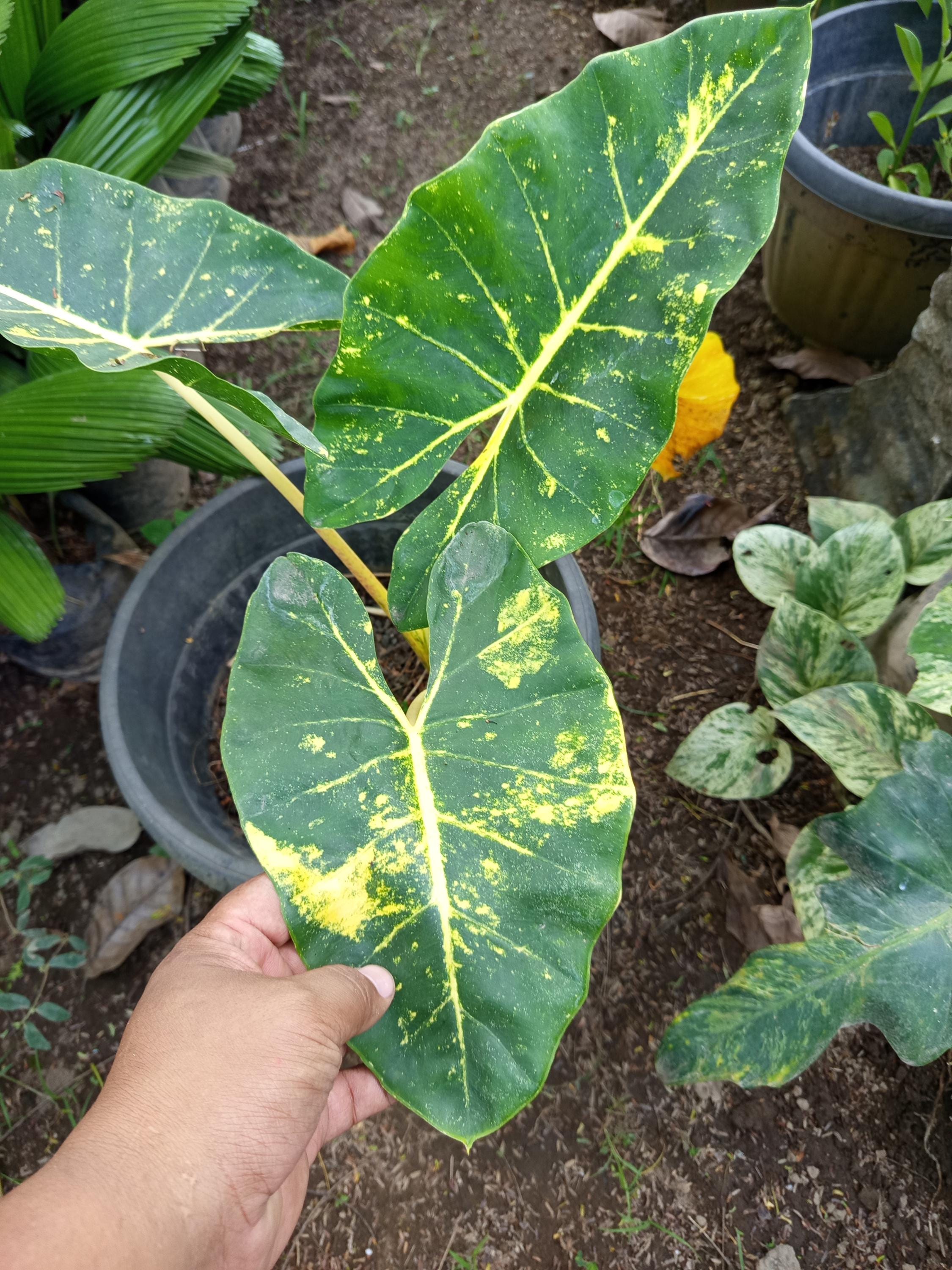 Alocasia new guinea gold - Etsy 日本