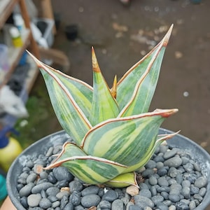 Sansevieria pinguicula variegated - Etsy 日本