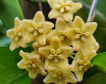 Hoya Montana Sp Papua, prachtige zeldzame wasplant