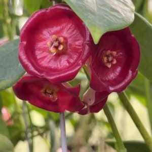 Puede incluir: Primer plano de un grupo de flores de color rojo intenso con un centro en forma de estrella. Los pétalos son lisos y brillantes, con una ligera forma de copa. Las hojas y los tallos verdes proporcionan un fondo natural. Las flores están enfocadas.