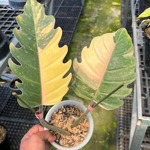 Pode incluir: Uma planta em vaso com duas folhas grandes e variegadas. As folhas exibem uma mistura de tons verdes, amarelos e rosa. A planta está em um pequeno vaso de plástico branco cheio de terra e lascas de madeira. O fundo mostra uma estufa.