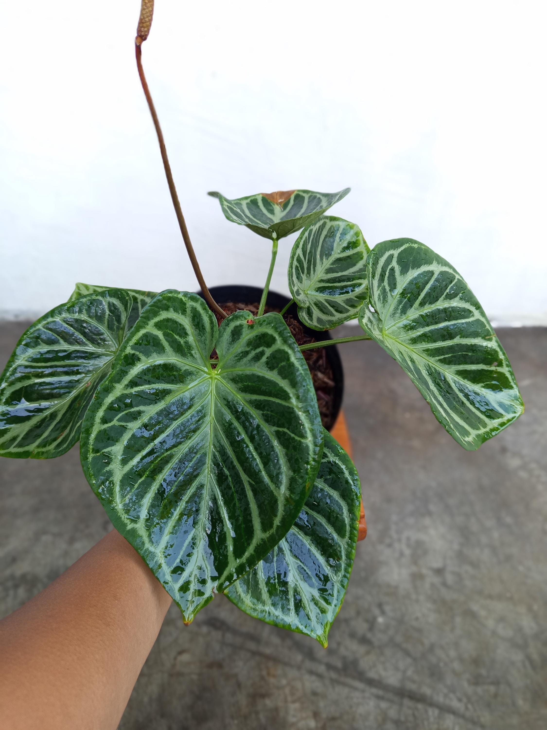 Anthurium silver blush - Etsy 日本