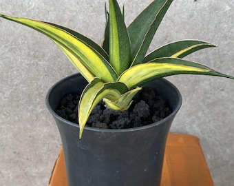 Bonte slangenplant Sansevieria Luna - plant voor binnen en buiten aroid tropische kamerplant nieuwe plant