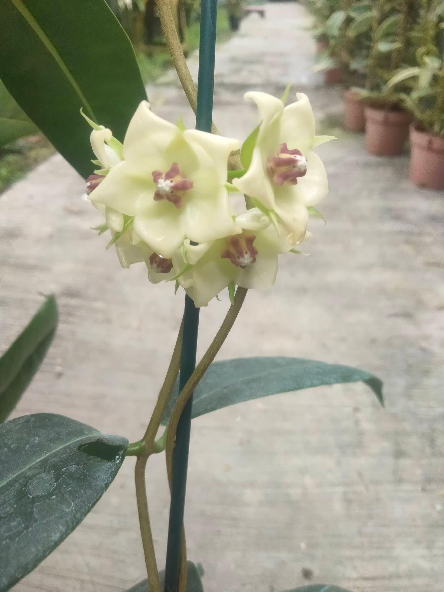 Hoya surisana - Etsy 日本