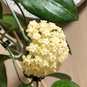 Hoya Hellwigiana Papua Lush Plants tedy to Flower rare