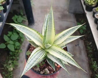 Witbonte slangenplant Sansevieria Gabriela - plant voor binnen en buiten aroid tropische kamerplant nieuwe plant
