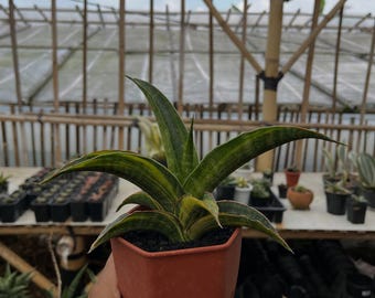 Sansevieria hybrid variegated snake plant - indoor & outdoor plant aroid tropical house plant new plant