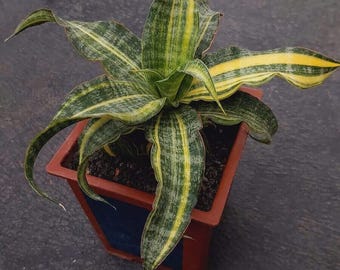 Sansevieria Hybrid Nalika bonte slangenplant - plant voor binnen en buiten aroid tropische kamerplant nieuwe plant groot formaat
