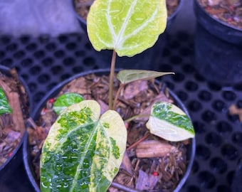 Anthurium AOS x Red Tiger bonte plant voor binnen en buiten aroid tropische kamerplant nieuwe plant