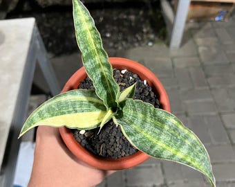 Sansevieria Hybrid Nalika bonte slangenplant - plant voor binnen en buiten aroid tropische kamerplant nieuwe plant