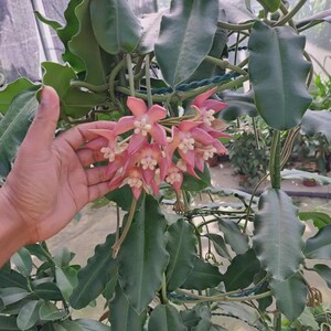 Hoya Imperialis Java Weelderige plant