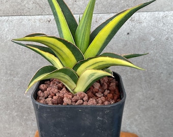Bonte slangenplant Sansevieria Luna - plant voor binnen en buiten aroid tropische kamerplant nieuwe plant