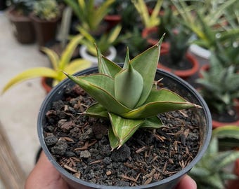 Bonte slangenplant Sansevieria Milano - plant voor binnen en buiten aroid tropische kamerplant nieuwe plant