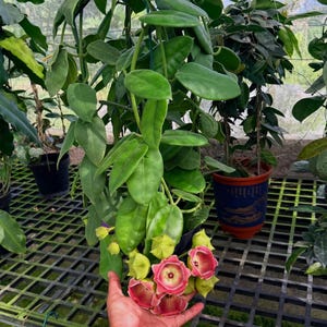 Hoya Lauterbachii Großpflanzen Redy
