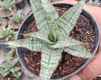 Te koop Sansevieria Hybrid Switcellery slangenplant - plant voor binnen en buiten aroid tropische kamerplant nieuwe plant