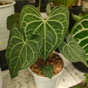 is a calla lily an indoor or outdoor plant Calla Lily Aethiopica - 3 bulbs