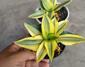 Sansevieria Chelomitha bonte slangenplant - plant voor binnen en buiten aroid tropische kamerplant nieuwe plant