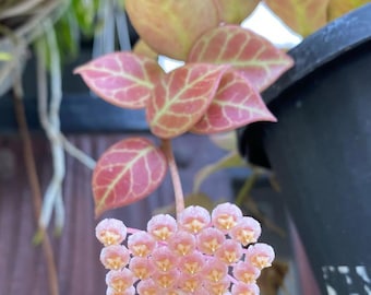 Hoya Sunrise - plant voor binnen en buiten aroid tropische kamerplant nieuwe plant